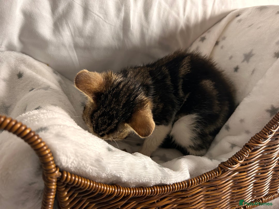 Bengal cats for sale: Bengal kittens ready now - Image 15