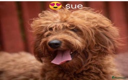 Mixed Breed dogs for sale: Stunning multigenerational golden Irish doodles  - Image 1