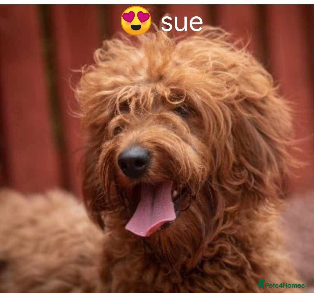 Mixed Breed dogs for sale: Stunning multigenerational golden Irish doodles  - Image 1