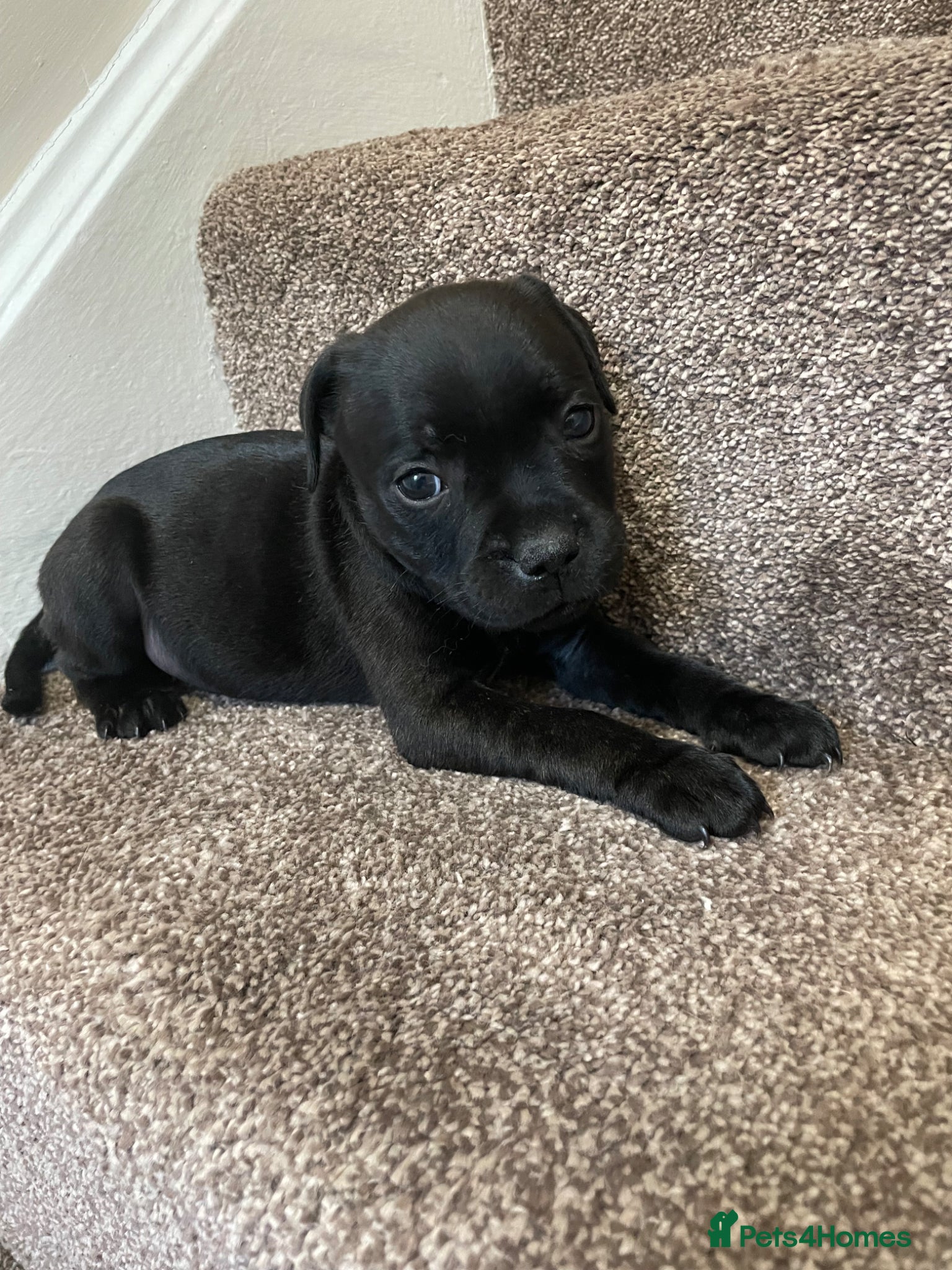 Staffordshire Bull Terrier dogs Only 3 black boys 1 black girl - Advert 2