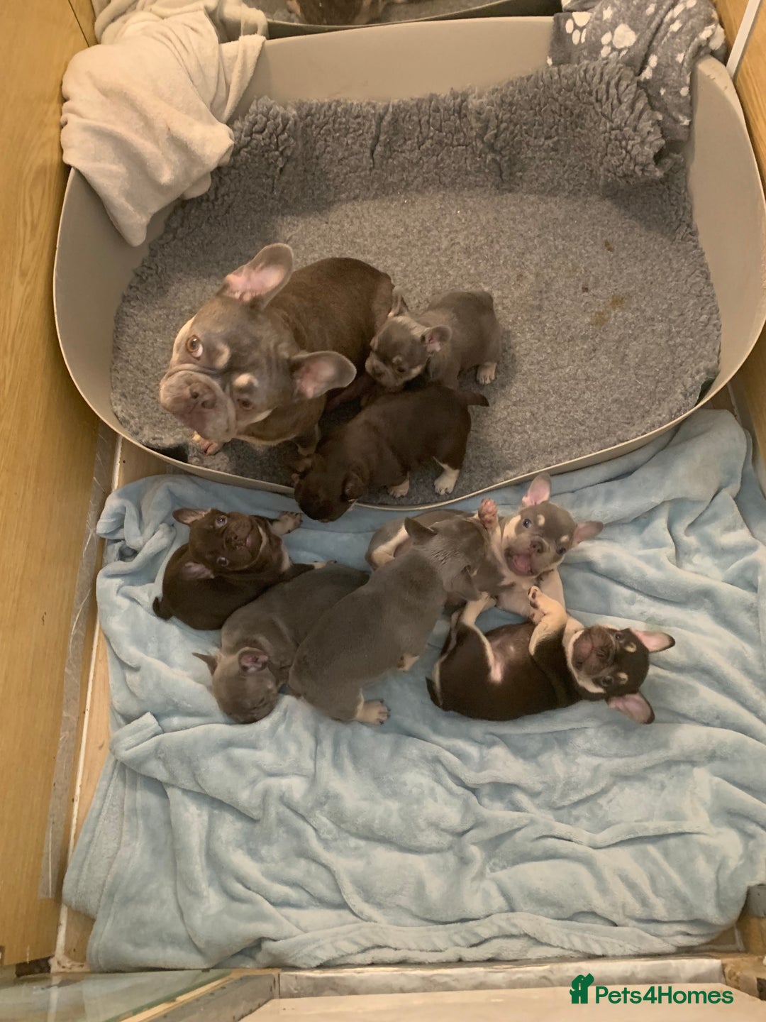 French Bulldog dogs for sale: KC LilacChocolate fully vaccinated health checked  - Image 5