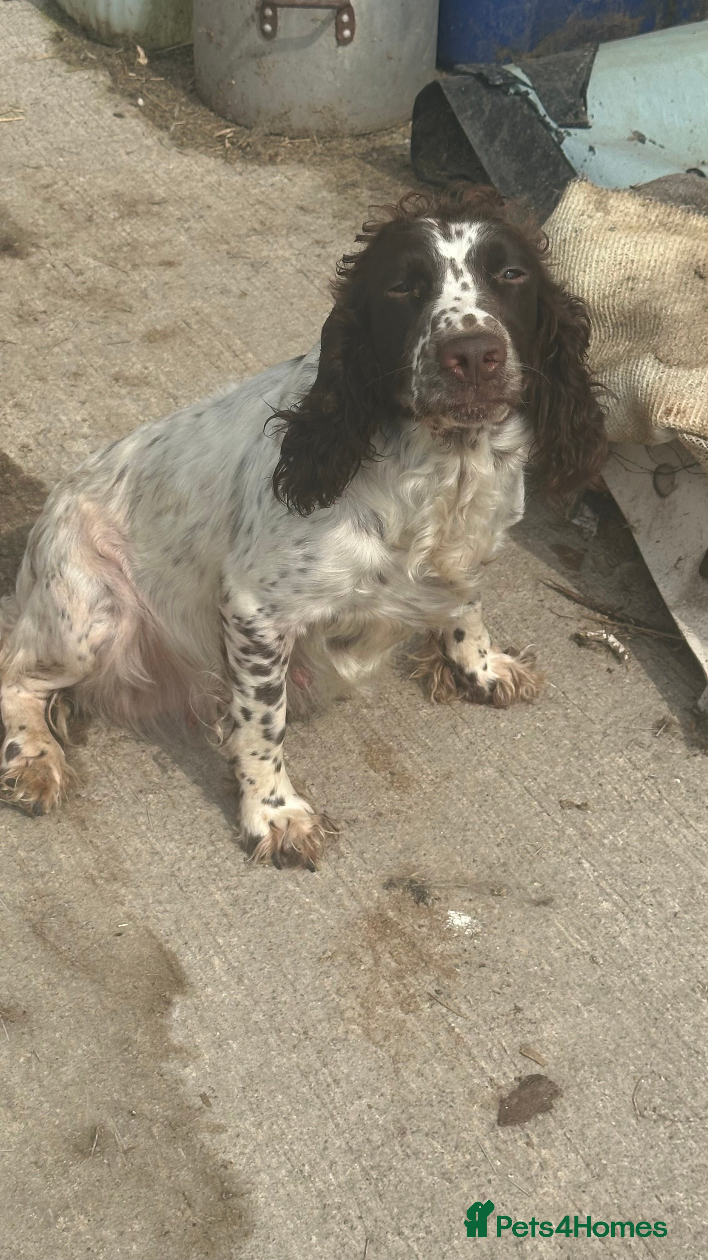 English Springer Spaniel dogs English Springer Spaniels  - Advert 1
