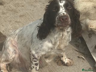 English Springer Spaniel dogs English Springer Spaniels - Advert 2