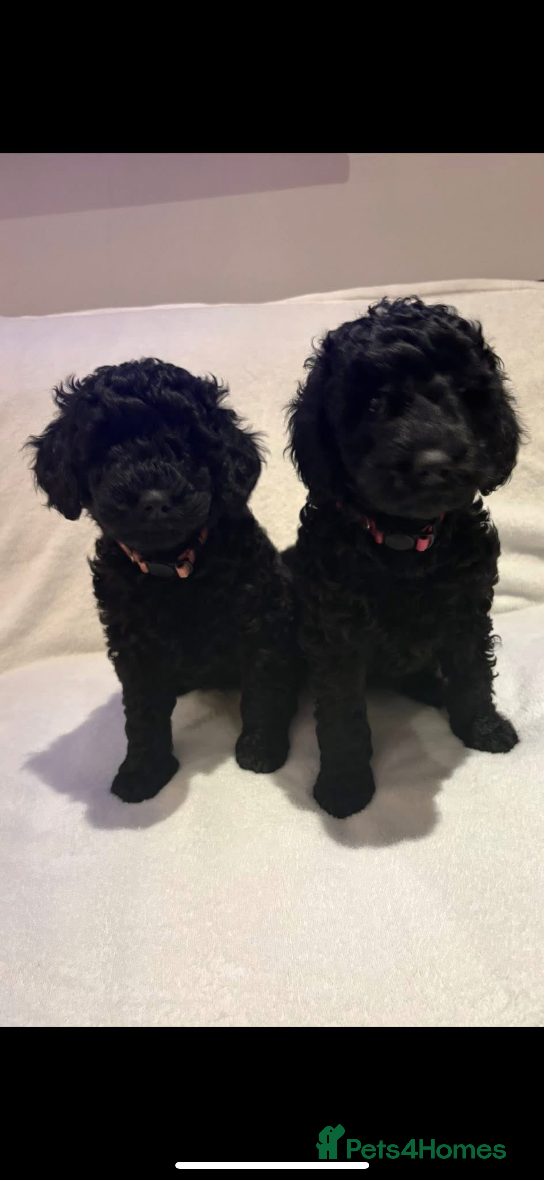 Cockapoo dogs for sale: Beautiful f1b puppies - Image 5