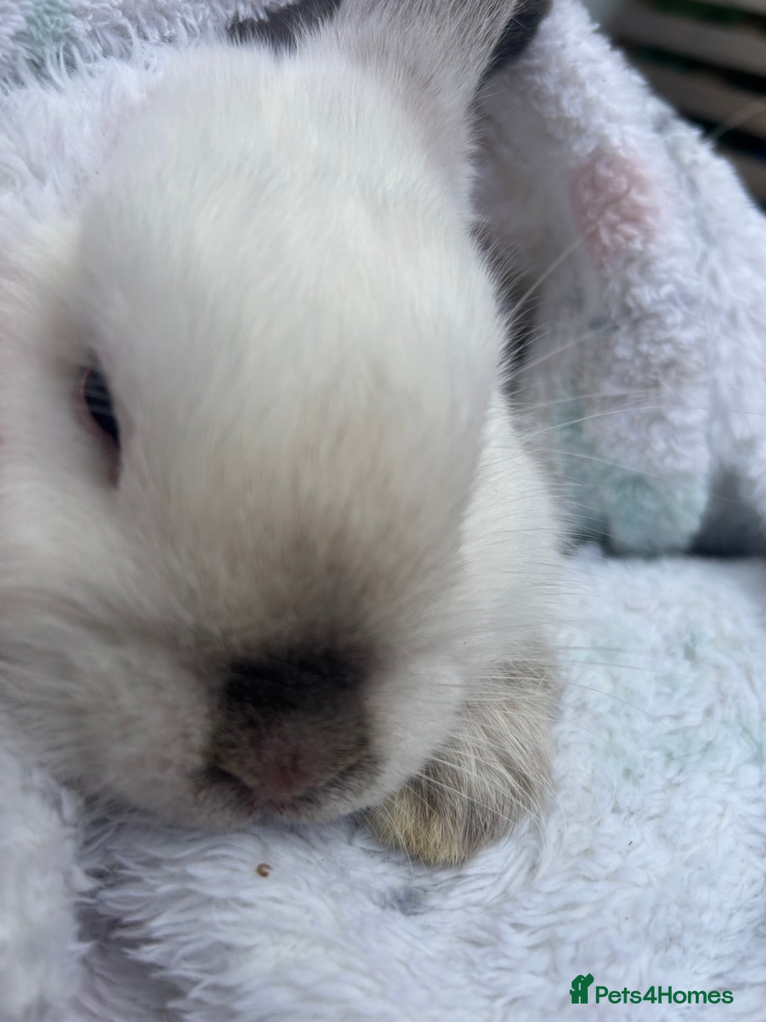 Mini Lop rabbits for sale: White mini lop male  - Advert 2