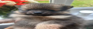 Pomeranian 1