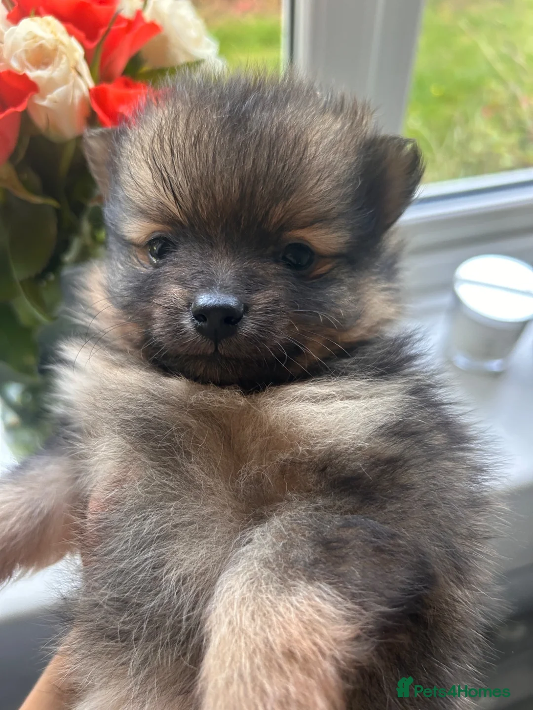 Pomeranian dogs for sale: Fluffy Pomeranian puppies 💖 - Advert 22