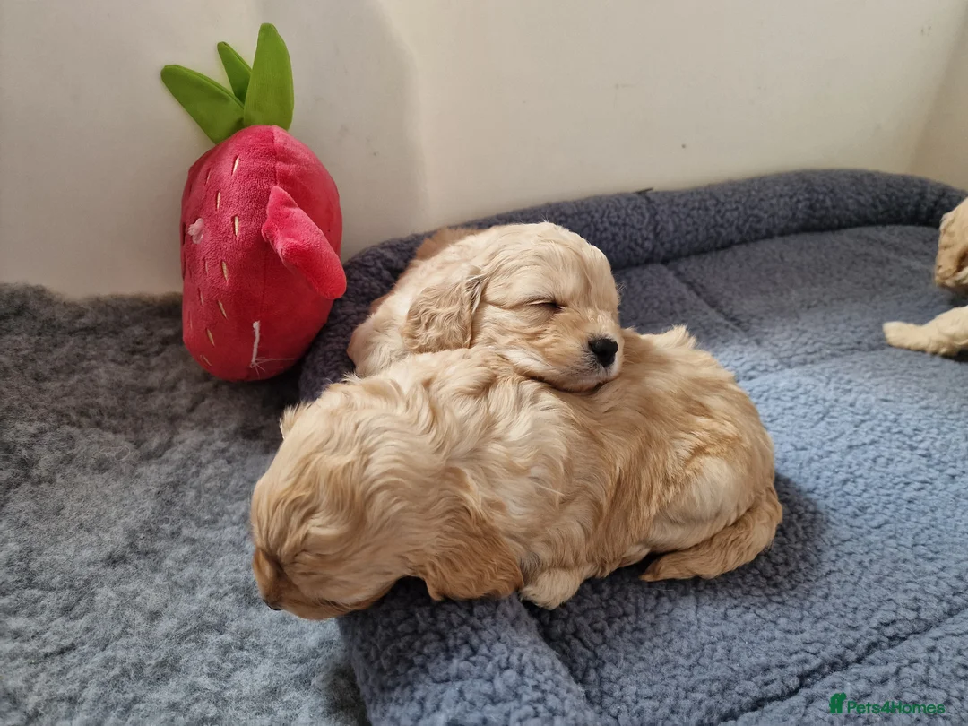 Cavapoo dogs for sale: Beautiful Champagne and Black Tan Cavapoo Pups in Preston - Advert 17