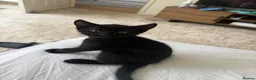 Mixed Breed cats for sale: jonipeterson@gmail.com - Advert 7
