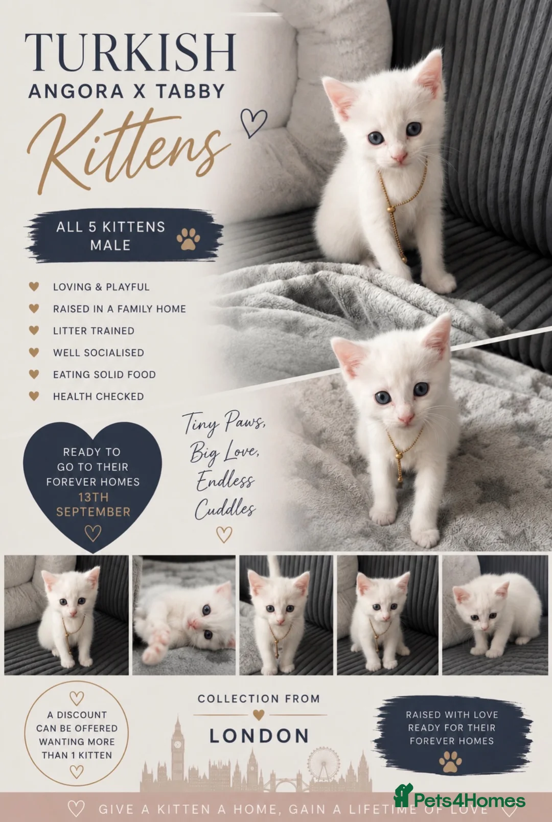 Mixed Breed cats for sale: Kitten - Advert 2