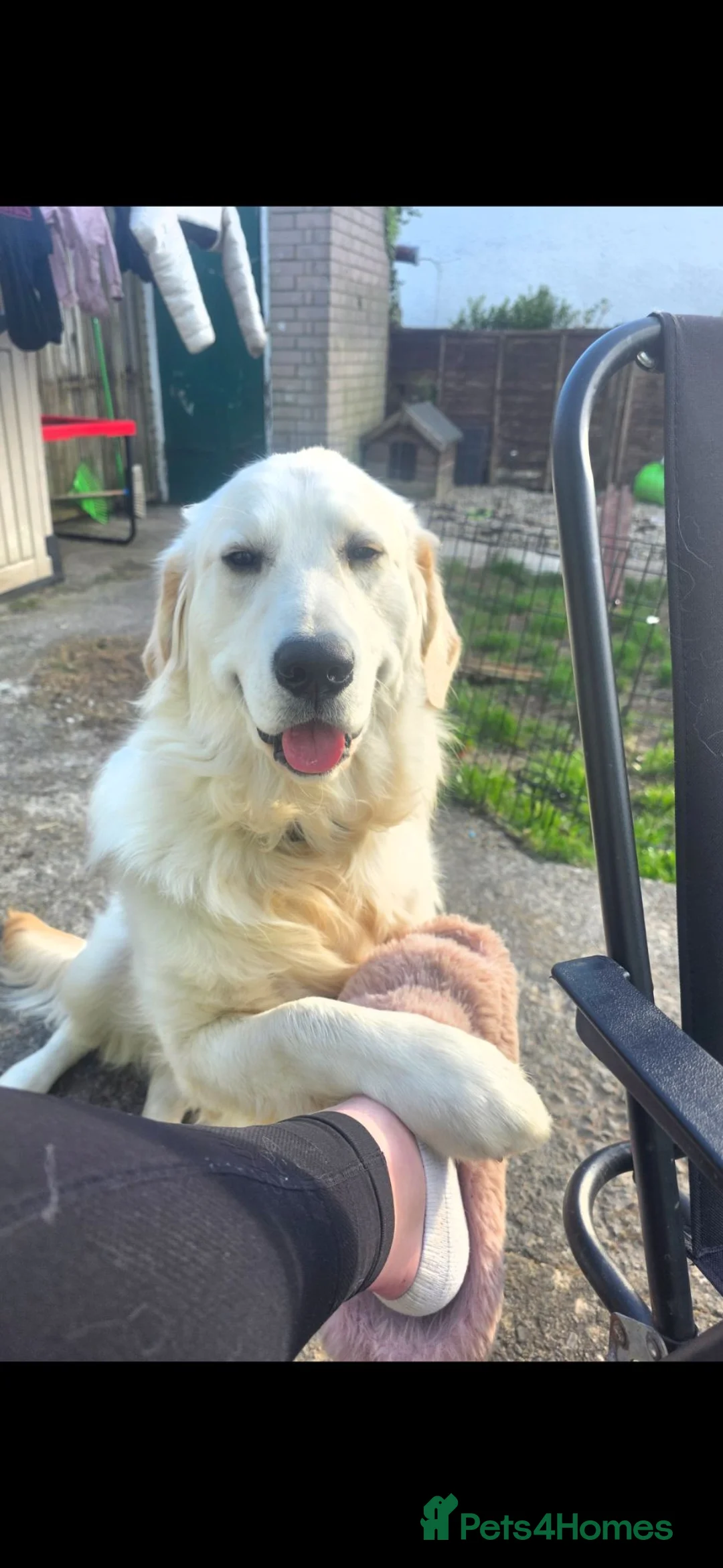 Golden Retriever dogs for sale: Gorgeous 11 month old male very reluctant sale - Advert 1