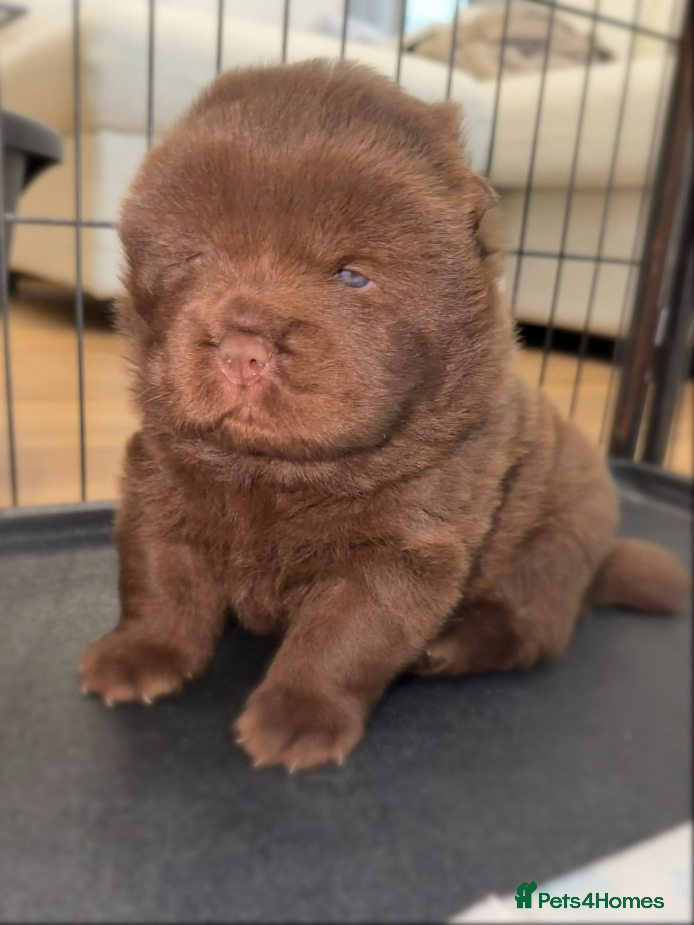 Chow Chow dogs 🐻 Exceptional KC Registered Chow Chows 🐻 - Advert 5