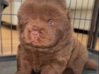 Chow Chow dogs 🐻 Exceptional KC Registered Chow Chows 🐻 - Advert 5