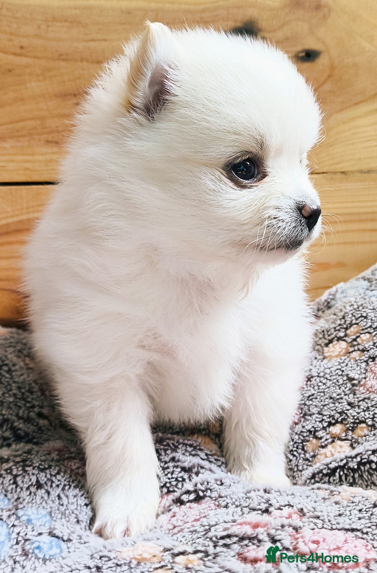 Pomeranian dogs Stunning White/Cream Pomeranian Puppies - Advert 7
