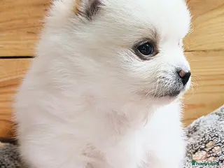 Pomeranian dogs Stunning White/Cream Pomeranian Puppies - Advert 7
