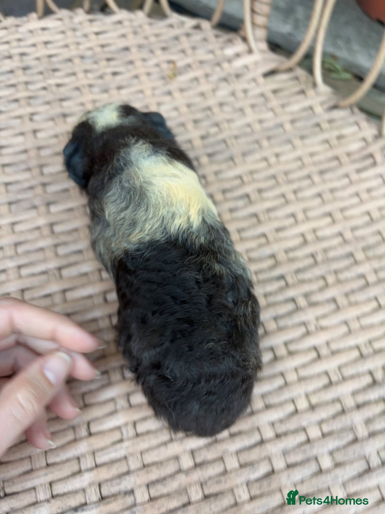 Guinea Pig rodents for sale: Swiss baby guinea pigs  in Nuneaton - Advert 2