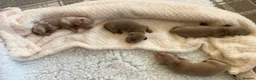 Miniature Dachshund dogs for sale: True KC Reg-Minature Dachshund Pups (Smooth Coat). - Advert 20