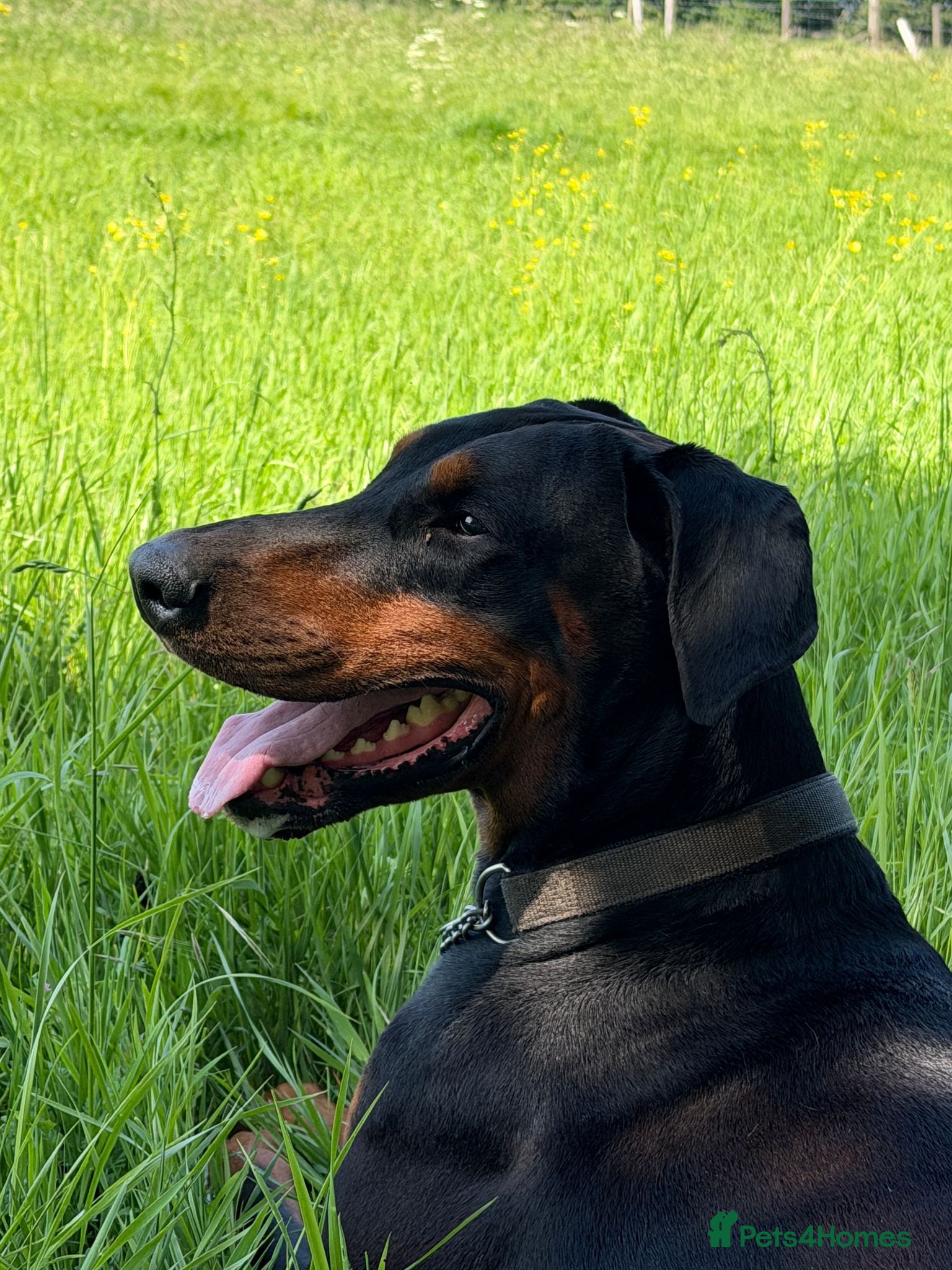 Dobermann dogs KC Registered Doberman Puppies 🐾 - Advert 12