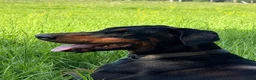 Dobermann dogs for sale: KC Registered Doberman Puppies 🐾 - Advert 1
