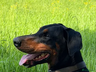Dobermann dogs KC Registered Doberman Puppies 🐾 - Advert 12