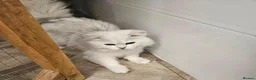 British Shorthair cats for stud: Gccf british reg golden series all colours - Advert 9