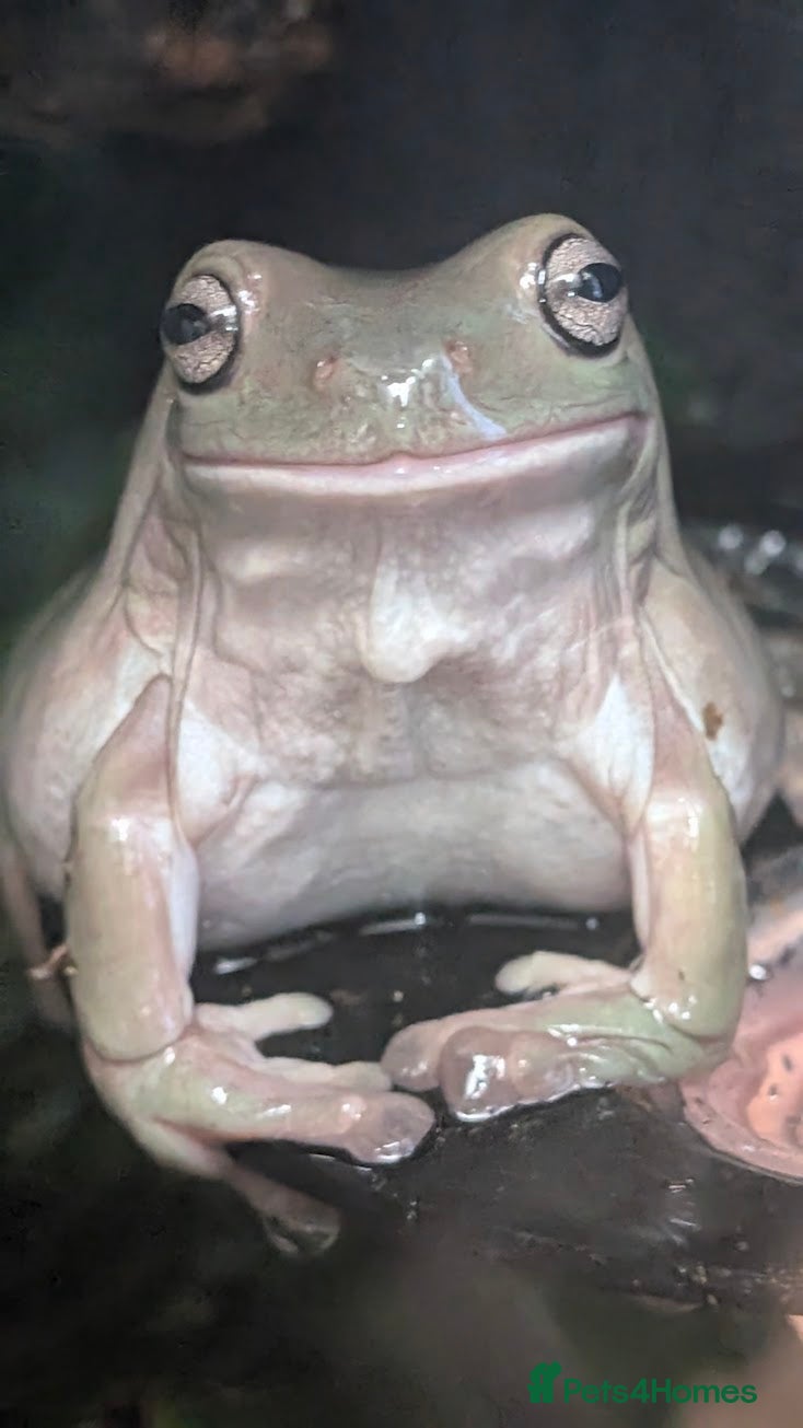 Gecko reptiles for sale: Double setup geckos and frogs - Advert 6