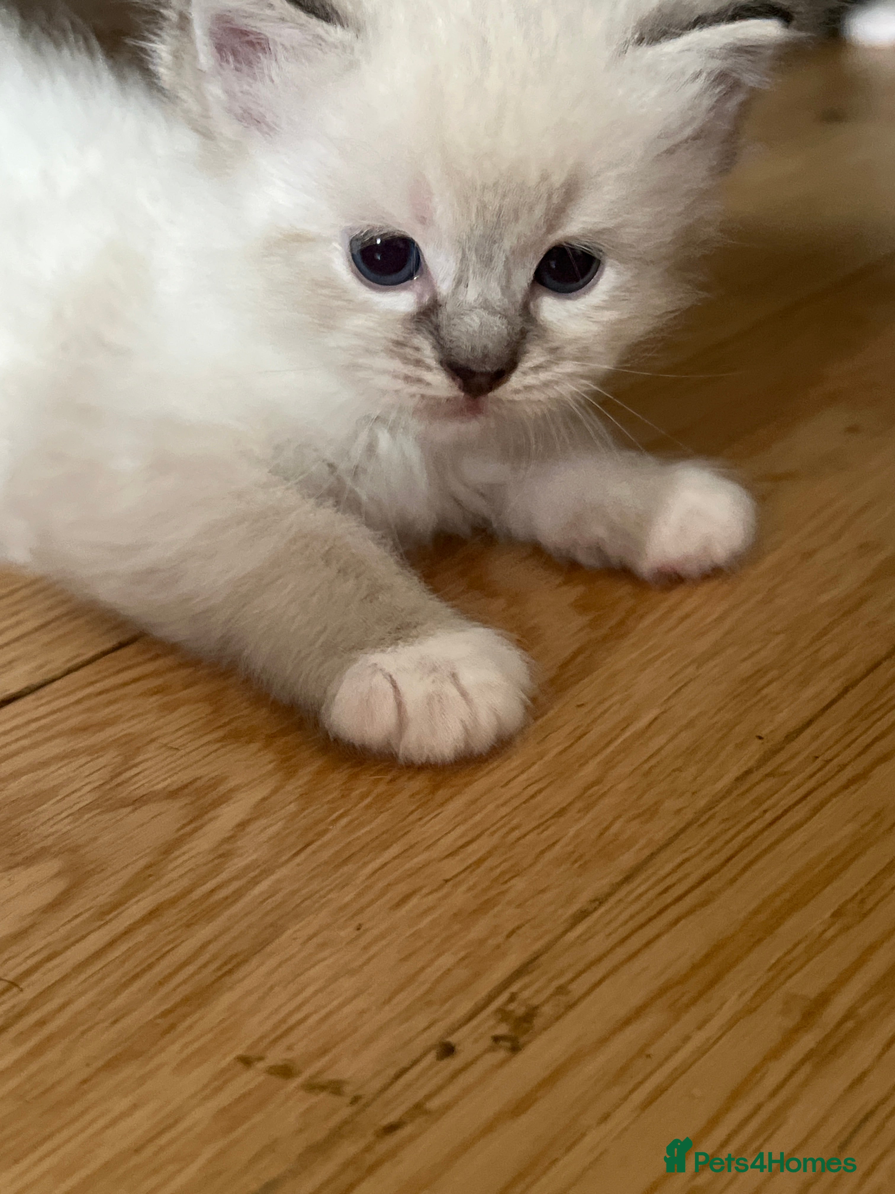 Ragdoll cats Stunning pure ragdoll kittens - Advert 2