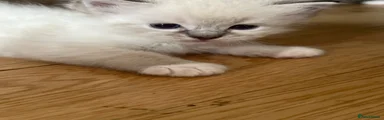 Ragdoll 4