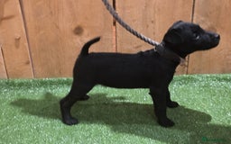 Patterdale Terrier dogs for sale: Patterdale terrier pups - Image 5