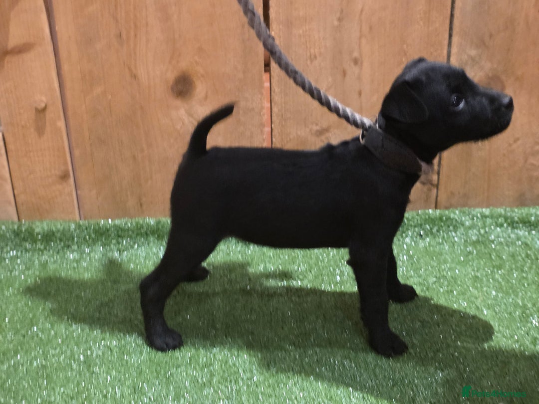 Patterdale Terrier dogs for sale: Patterdale terrier pups - Image 5