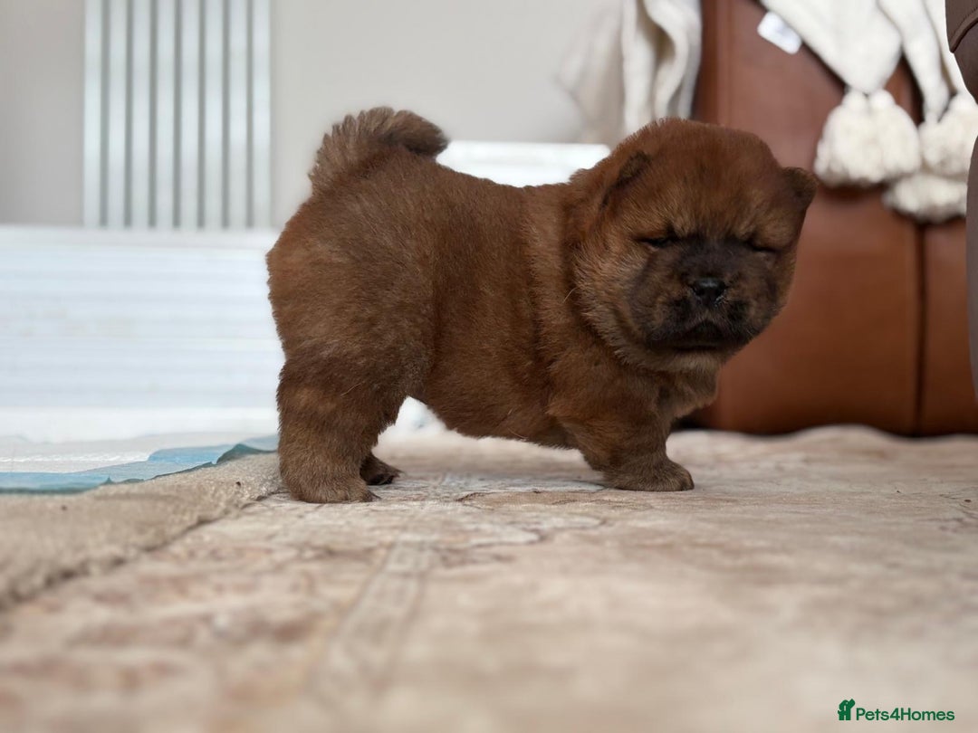 Chow Chow dogs for sale: Chow chow puppy red  - Image 6