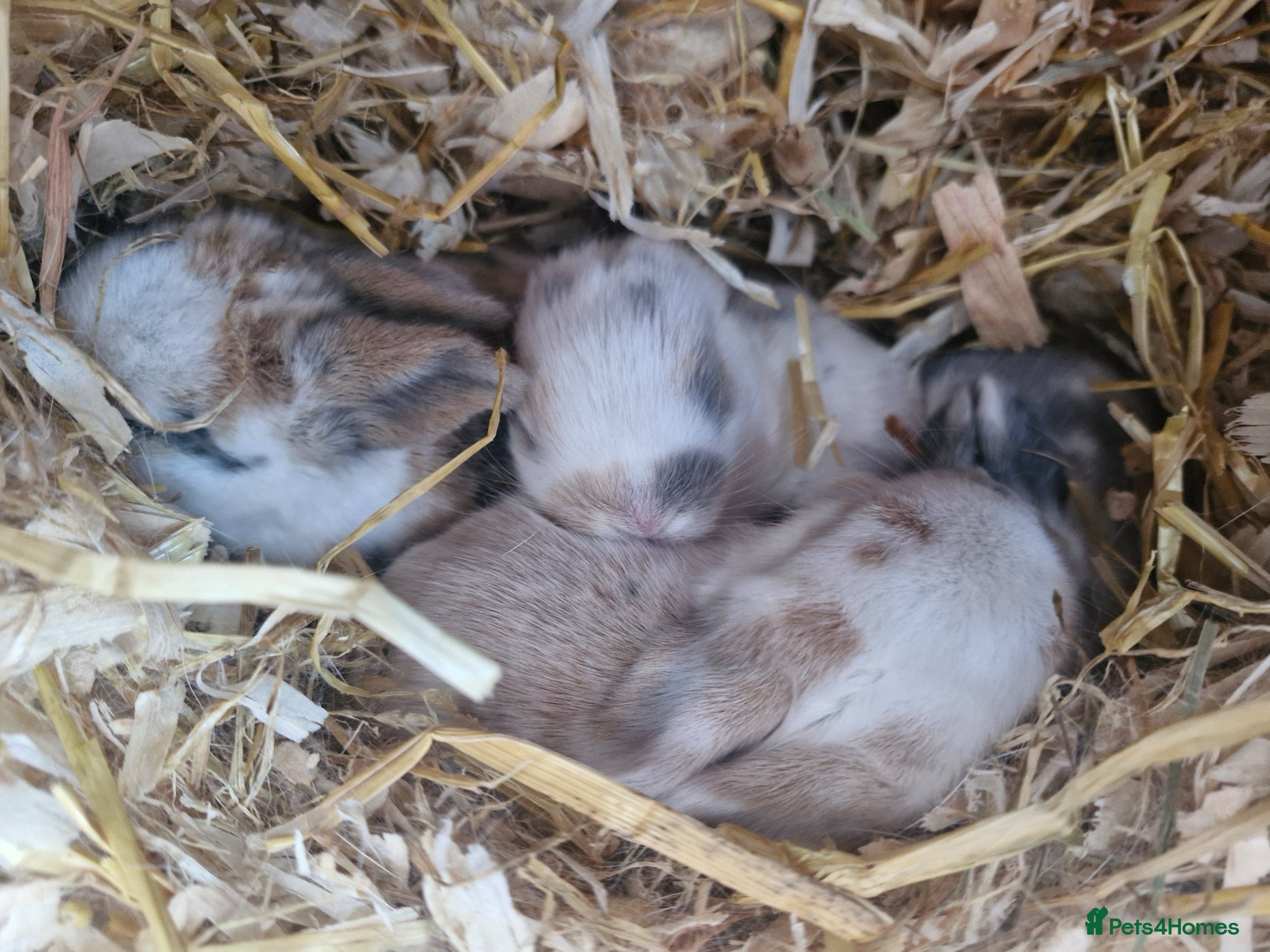 Mini Lop rabbits Stunning Mini lops - Advert 3