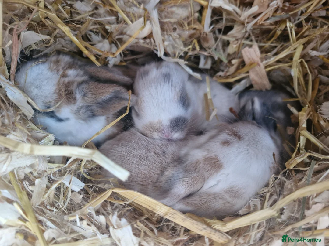 Mini Lop rabbits for sale: Stunning Mini lops in Knighton - Advert 1