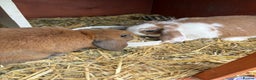 Mixed Breed rabbits for sale: Mini Lop X Netherland Dwarf - Advert 1