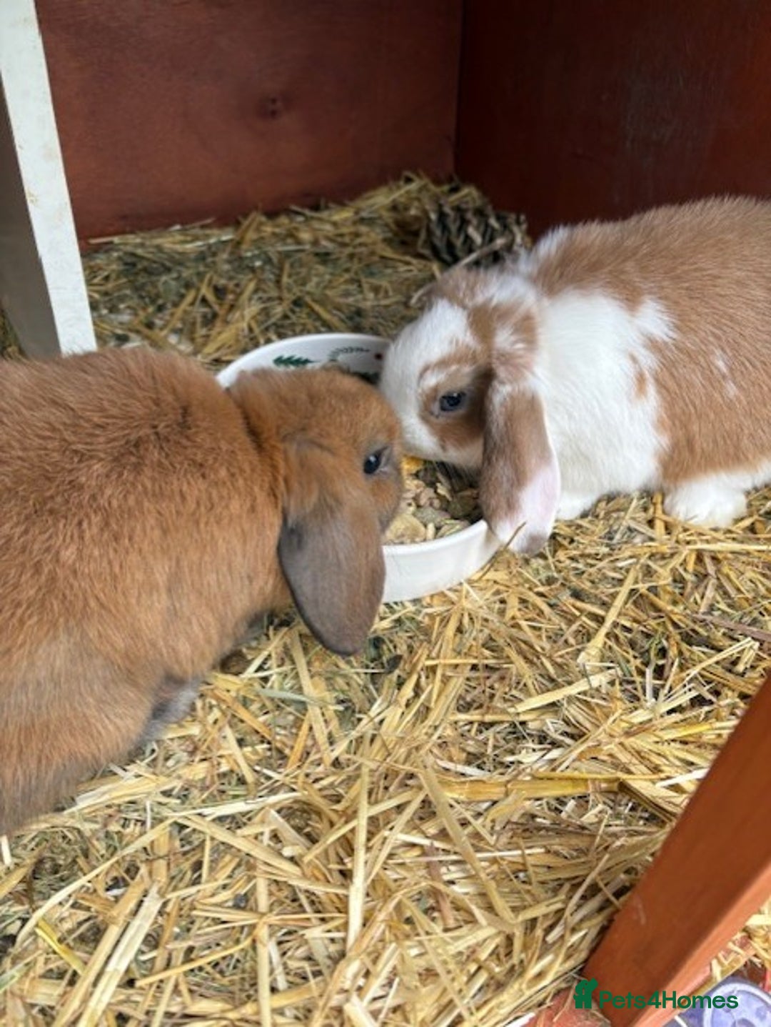 Mixed Breed rabbits for sale: Mini Lop X Netherland Dwarf - Advert 1