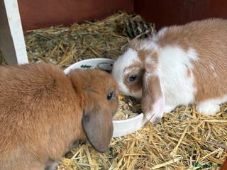 Mixed Breed rabbits Mini Lop X Netherland Dwarf - Advert 13