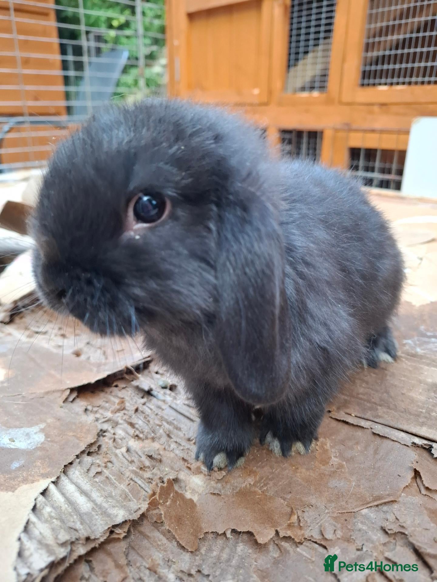 Mini Lop rabbits Beautiful Mini Lops - Advert 2