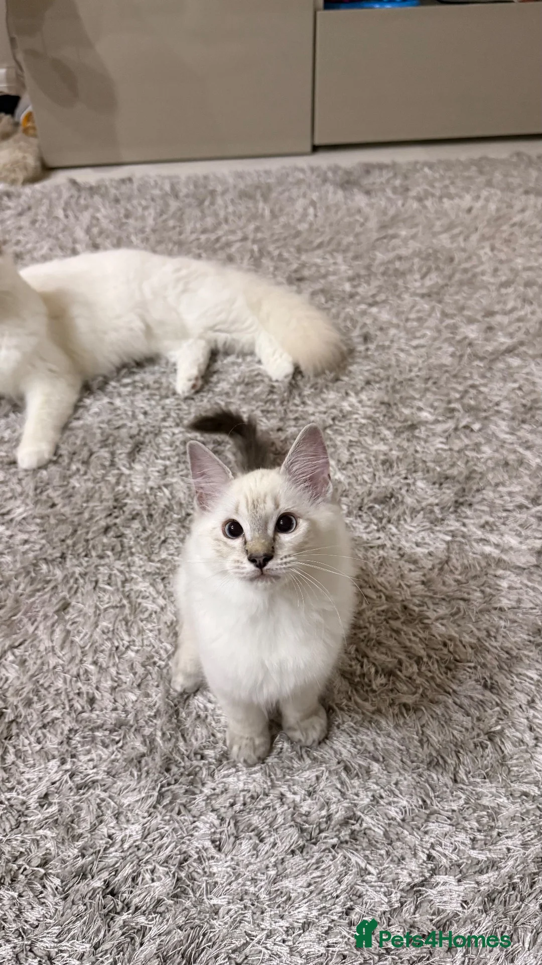 Ragdoll cats for sale: Gorgeous Ragdoll × Siberian Boy - Ready To Leave! - Advert 2