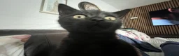 Mixed Breed cats for sale: Mixed British shorthair and black cat race in Birmingham - Advert 5