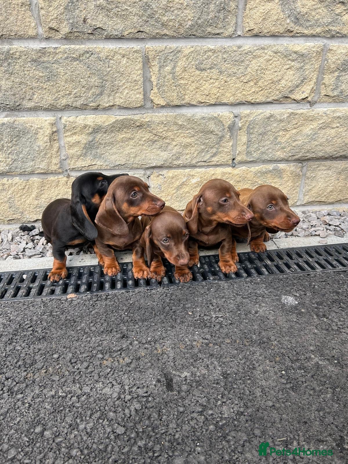 Miniature Dachshund dogs Minature Dachshund puppies ready to leave  - Advert 3