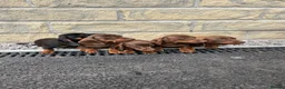 Miniature Dachshund dogs for sale: Minature Dachshund puppies ready to leave  in Blackburn - Advert 1