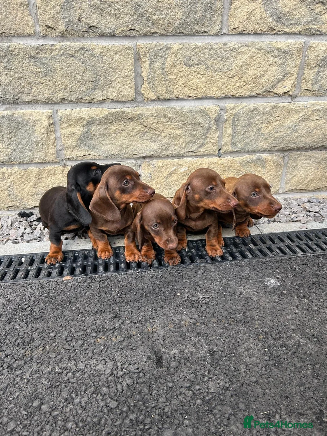 Miniature Dachshund dogs for sale: Minature Dachshund puppies ready to leave  in Blackburn - Advert 1
