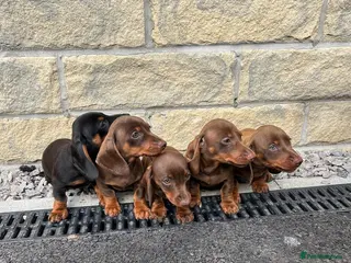 Miniature Dachshund dogs Minature Dachshund puppies ready to leave - Advert 6