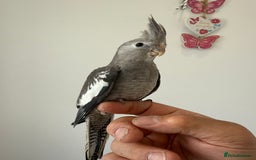 Cockatiels birds for sale: BEAUTIFUL BABY HAND REARED COCKATIEL / BIRDS  in Liverpool - Image 6
