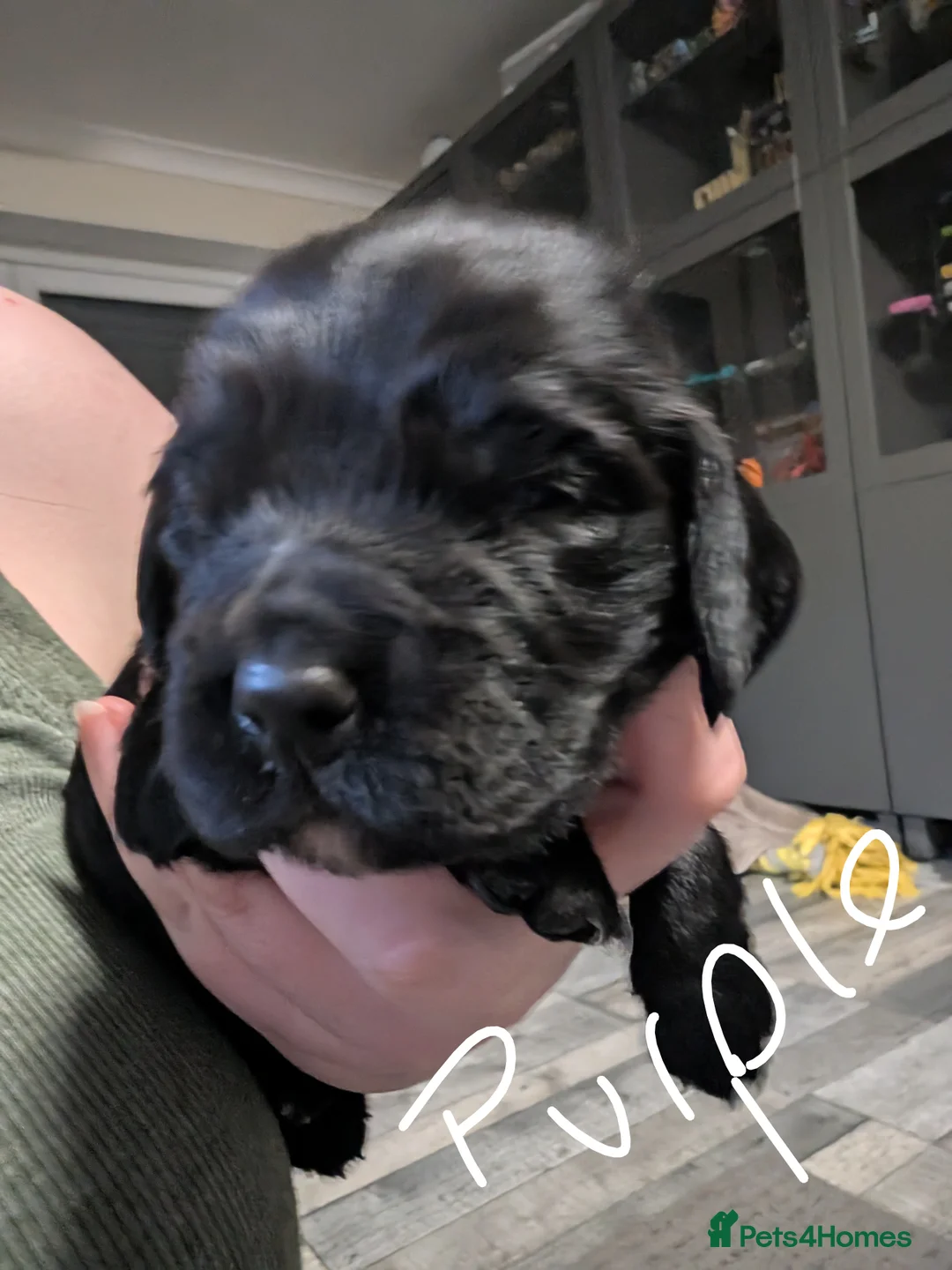 Sprocker dogs for sale: Sprocker spaniel - Advert 3