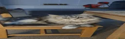 Maine Coon cats for sale: Half maincoone kittens - Advert 4