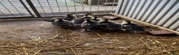 Ducks poultry for sale: Muscovy ducklings - Advert 1