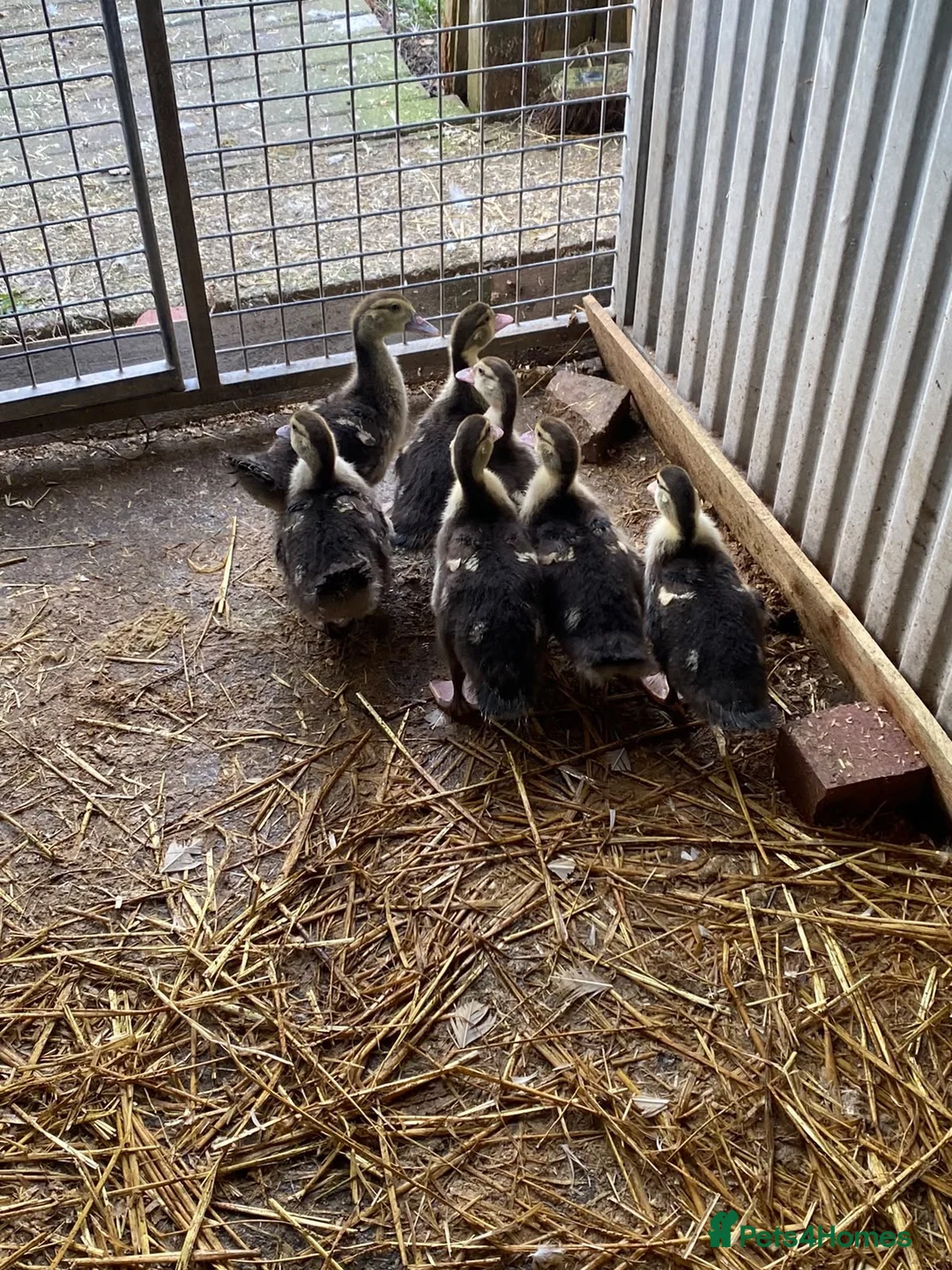 Ducks poultry for sale: Muscovy ducklings - Advert 1