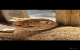 British Shorthair cats for stud: Handsome Leo  - Image 4