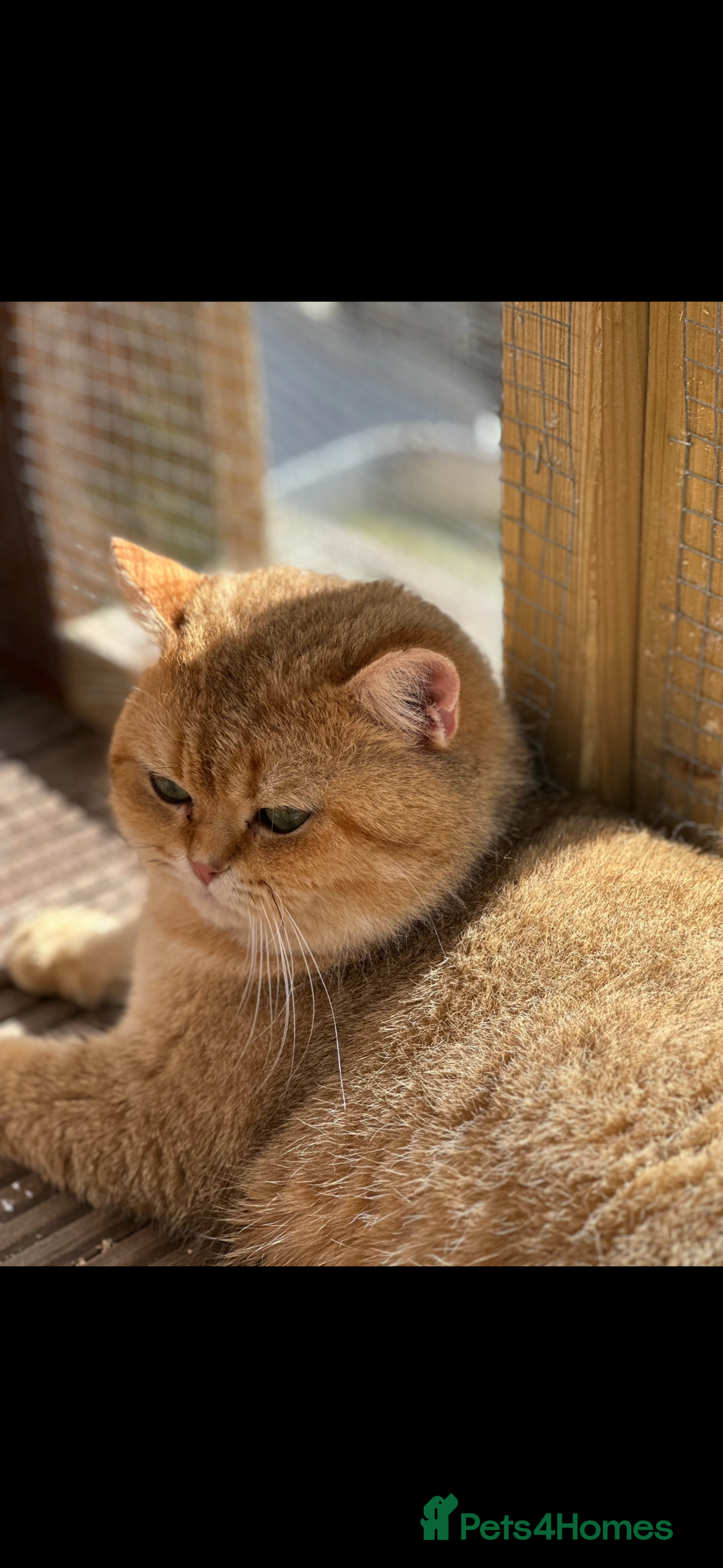 British Shorthair cats for stud: Handsome Leo  - Image 4